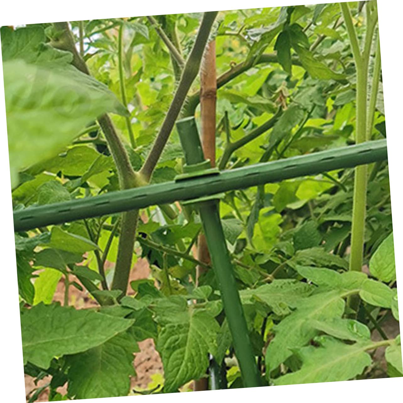 Sosoport 3 Sätze Weinstock Klettern Gitter Rankengestell Pflanzenkletterdraht Pflanzenkletterverbindung Bieger Moosstangen Haken Stake-Clip Blumen-Rattan-Schnalle Plastik Green 50 Stück * 3