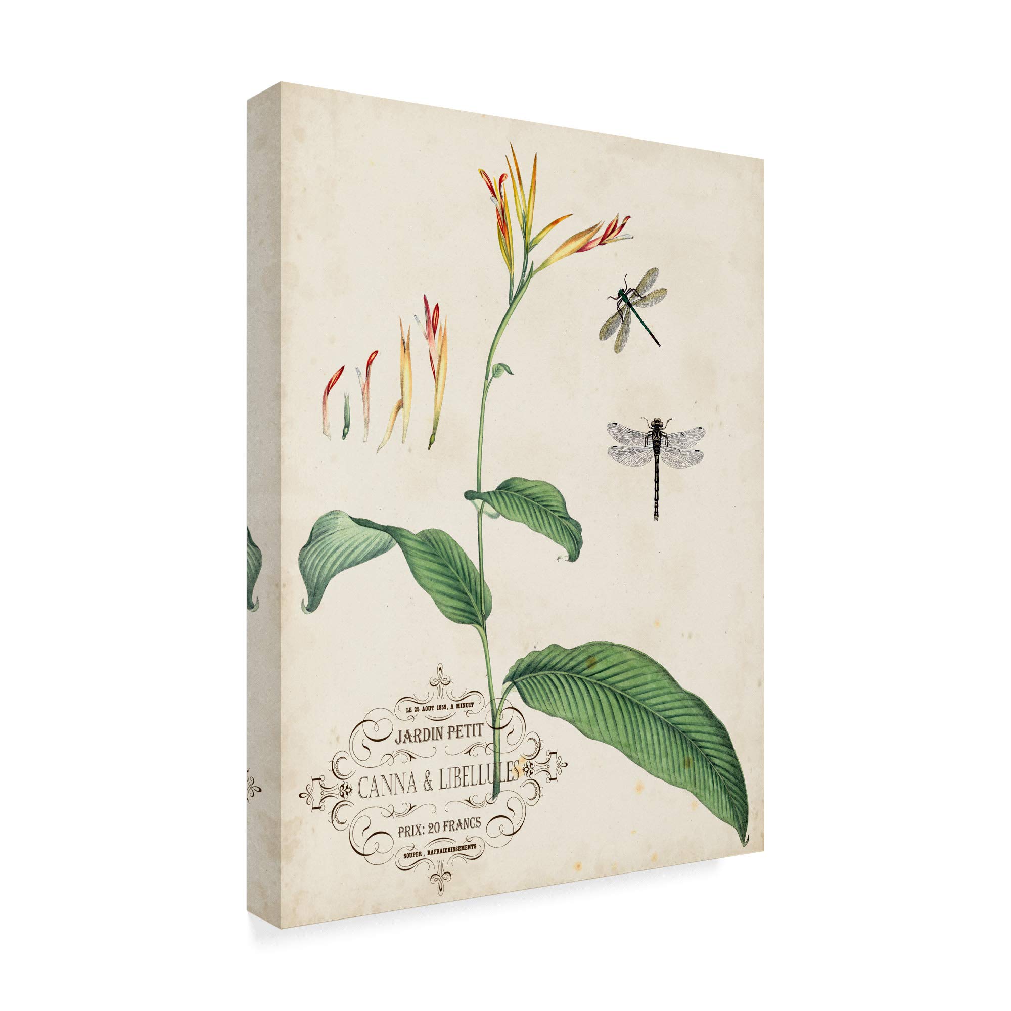 Amazon.com: Trademark Fine Art WAG04917-C1824GG Canna and