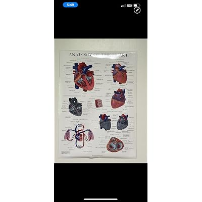 Palace Learning Heart Anatomy Poster - LAMINATED - India | Ubuy