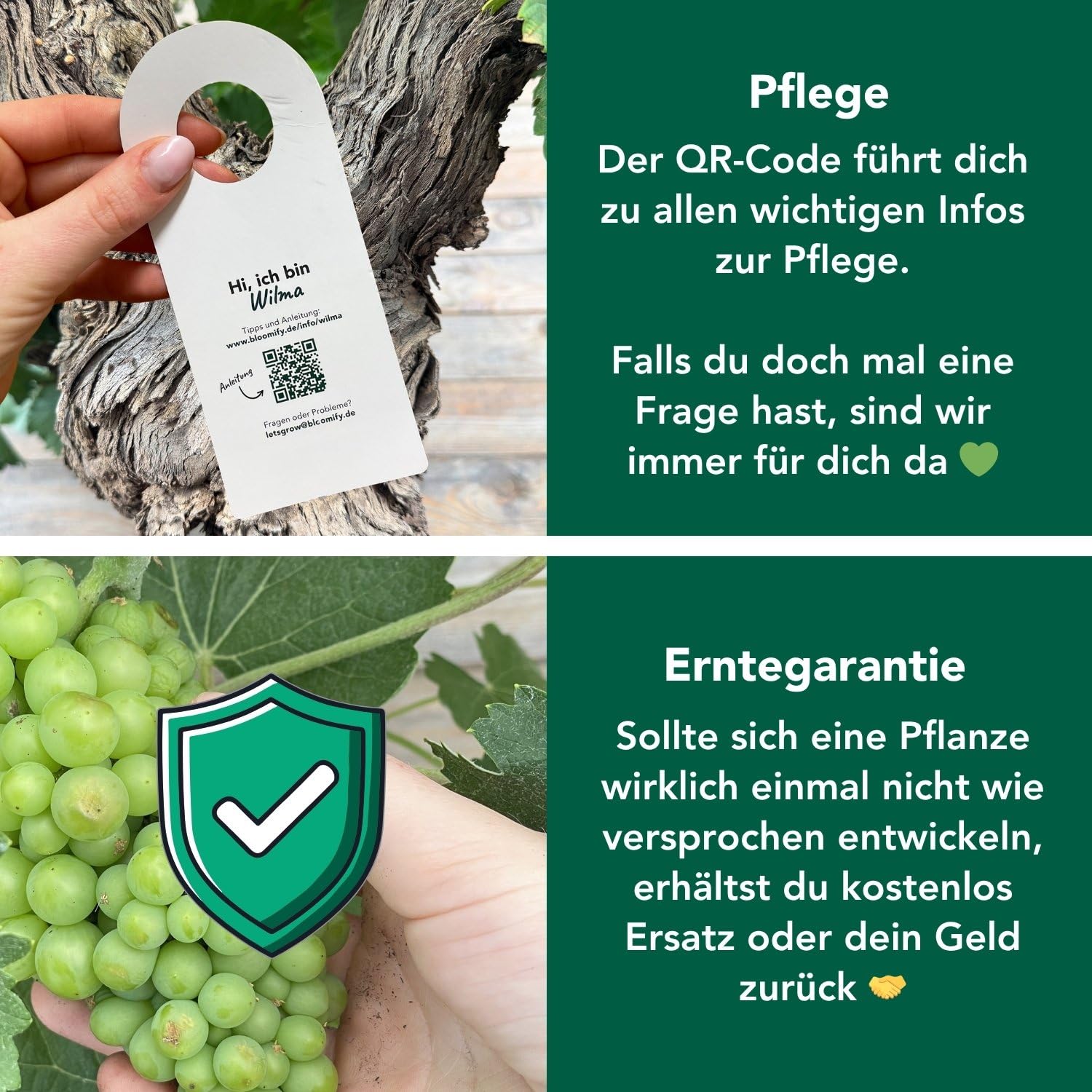 Bloomify® grüne Weinreben Pflanze "Wilma" | 60-70 cm hohe winterharte Weintrauben Pflanze | pflegeleichte Tafeltraube für Garten oder Kübel | besonders süße und leckere Früchte