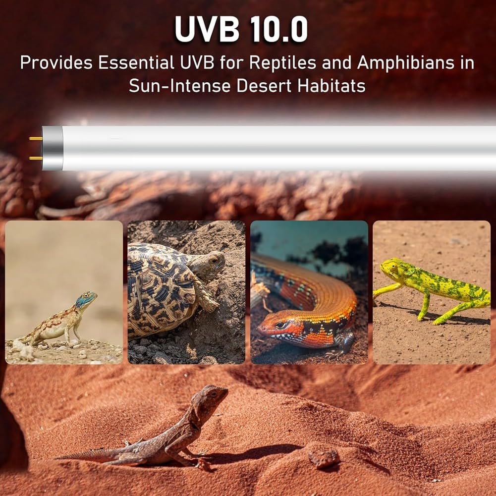 Bombilla UVB T5 para Dragón Barbudo, 10 W, 24 W, UVA, UVB, HO, Barra de Luz para Reptiles, 22 Pulgadas, Paquete de 2