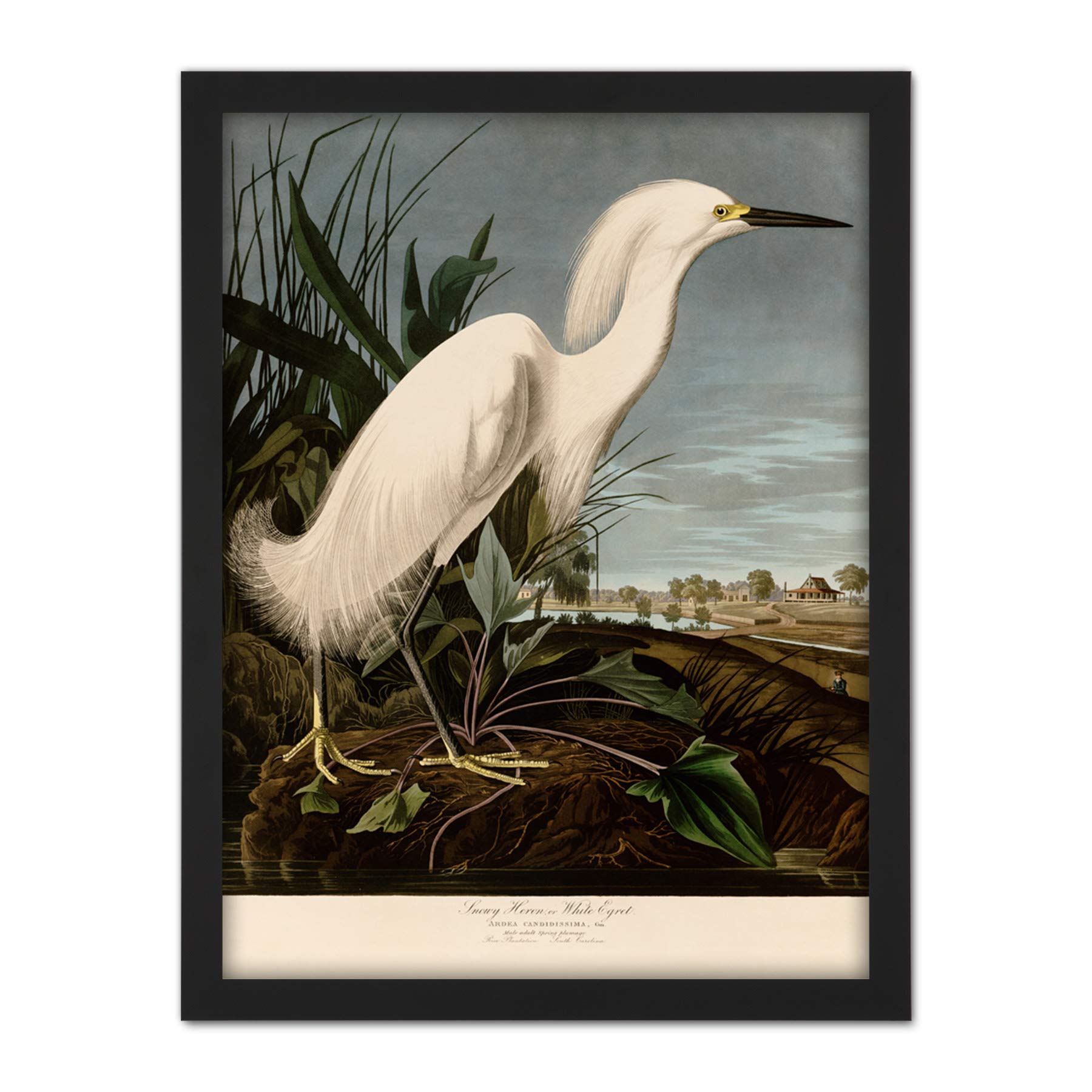 Artery8 Audubon Birds Snowy Heron Painting Artwork Framed Wall Art Print 18X24 Inch