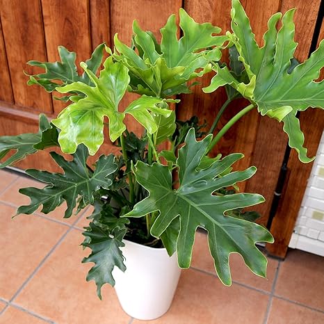 Amazon Co Jp フィロデンドロン セローム ホープ 観葉植物 大型 8号プラスチック鉢 品種で選べる観葉植物 リビングやオフィス向きサイズ 1個 学名 Philodendron Selloum Hope タイプ サトイモ科 フィロデンドロン属 原生地 熱帯アフリカ西部 ボリュームのある8 Amazon Co Jp フィロデンドロン セローム ホープ 観葉植物 大型 8号プラスチック鉢 品種で選べる観葉植物 リビングやオフィス向きサイズ 1個 学名 Philodendron Selloum Hope タイプ サトイモ科 フィロデンドロン属 原生地 熱帯アフリカ西部 ボリュームのある8