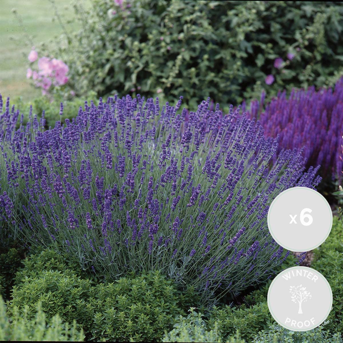 Bloomique - Set di 6 - Lavandula angustifolia - Pianta di lavanda - Piante da giardino - Resistente al freddo - Alte 15-20 cm - Vaso da 10,5 cm