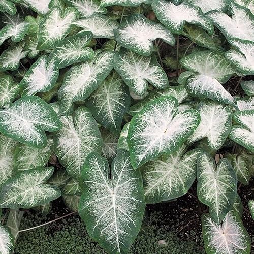 Miniatura 1 de Fancy Leaf Caladium - Aaron - Raíz grande, bulbo - Zona 9-11