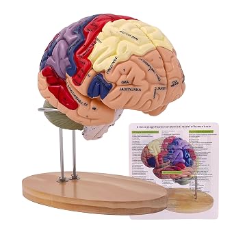 SKUGWG 2X Human Brain Model, 4-Part, Psychology and Neuroscience Study