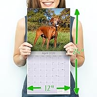 Vista 213 de Razas de Perros 2017