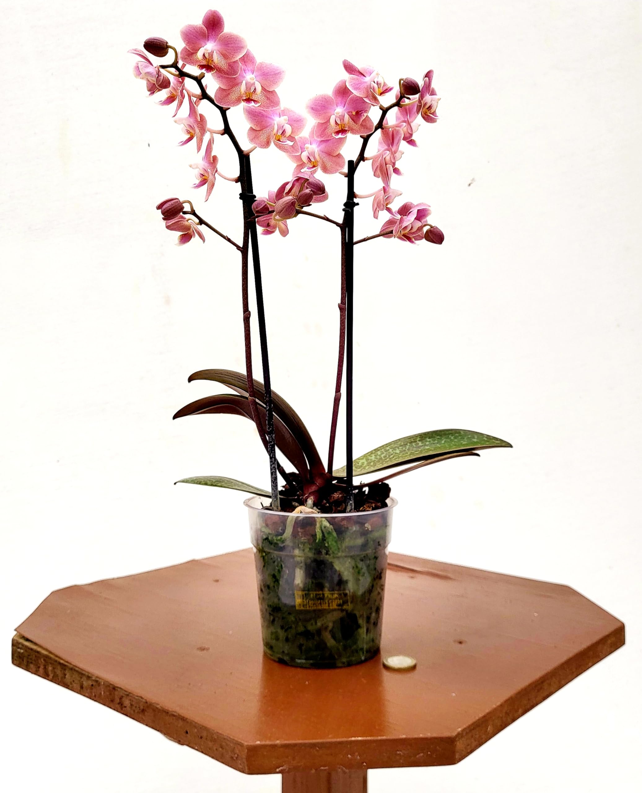 POWERS TO FLOWERS - PHALAENOPSIS PROFUMATE, MADAGASCAR, VASO 12CM DIAMETRO, Pianta vera