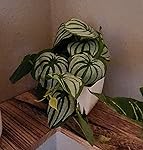 Review Image by Paul and Kim L. Paul and Kim L.