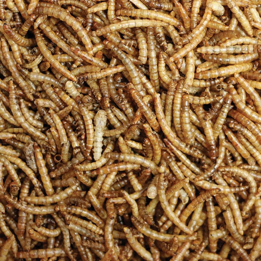 Larva de Tenébrio Molitor – 200g