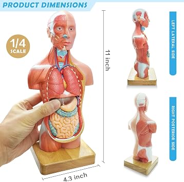 Generies 15 Pcs Removable 3D Human Torso Anatomy Model, 11 inch
