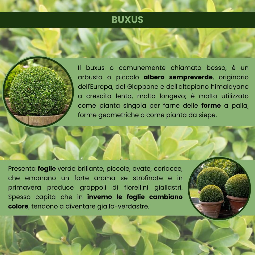 Buxus Bosso Sempreverde, 50 Piante, Vaso 14cm | Arbusto a crescita lenta, Ideale per siepi e bordure, Ideale per topiaria, Foglie piccole verde brillante, Foglie aromatiche