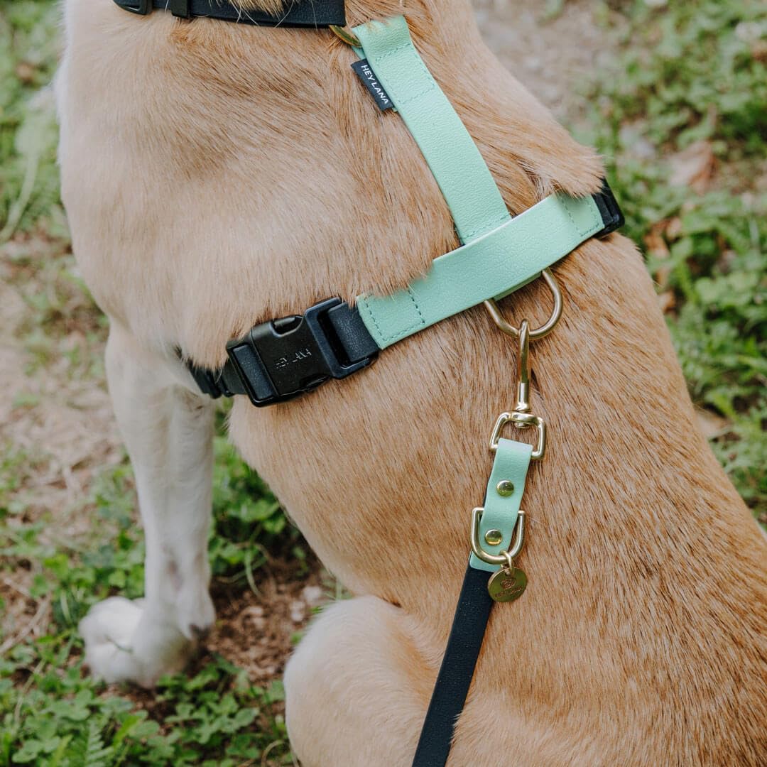 Correa para perros al aire libre, 2 mosquetones y 3 posiciones ajustables, correa para perros, correa de entrenamiento, correa de entrenamiento (negro/menta, M-L (230 cm de largo, 2,5 cm de