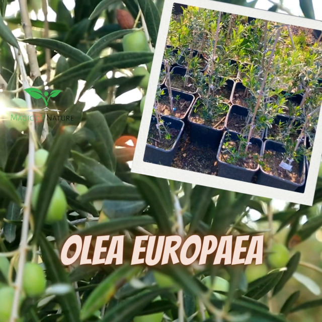 Magic of Nature Olivenbaum Samen - 10 Stk. Olea europaea Mediterraner  lbaum Saatgut fr Garten Balkon & Bonsai - Echtes Oliven Baumsaatgut :  Amazon.de: Garten