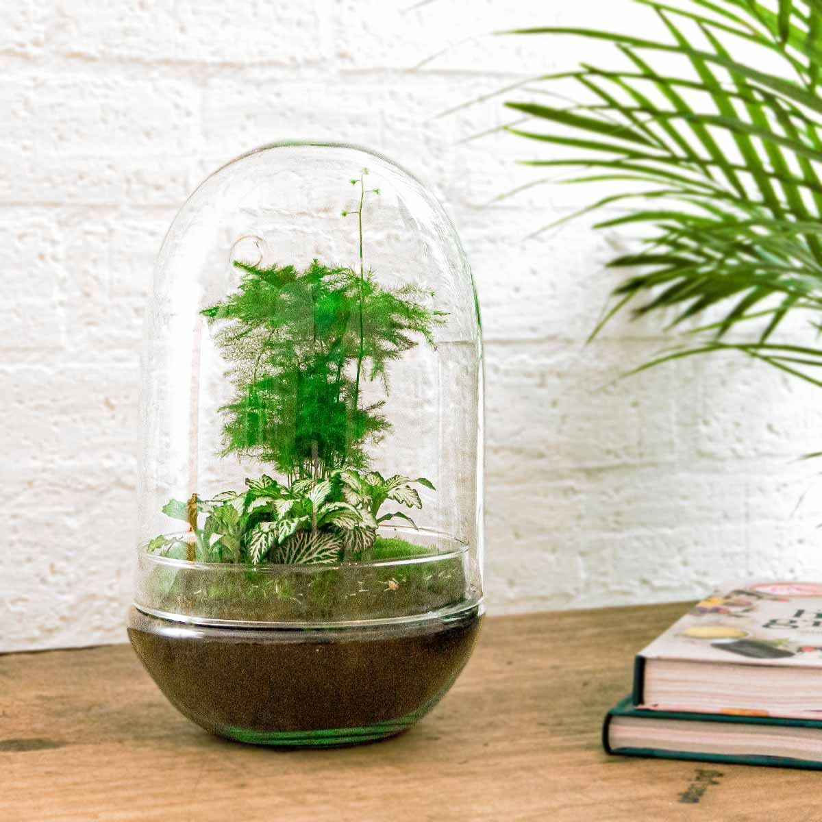 Zestaw terrarium DIY • Egg XL • Ekosystem w szklanym jajku • ↑ 30 cm – DIY – kompletny zestaw terrarium – terrarium roślin – urbanjngl | bez narzędzi