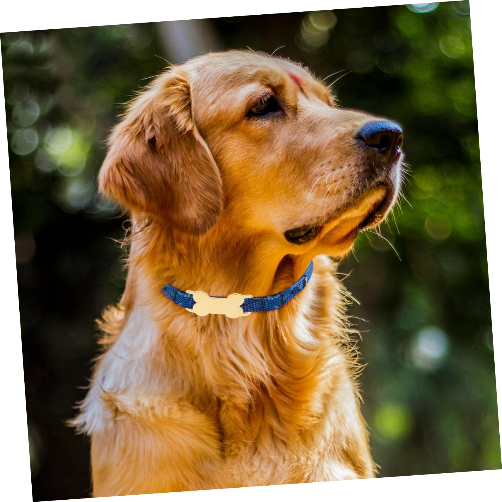 VANZACK 5 Sätze Hundemarken Aus Gravurfreundliche Namensschilder Knochenform Für Katzen Und Andere Haustiere Langlebig Und 3 Stück * 5