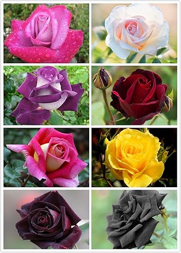 100 semillas de rosas de color mixto de rosas raras semillas de flores de jardín reliquia