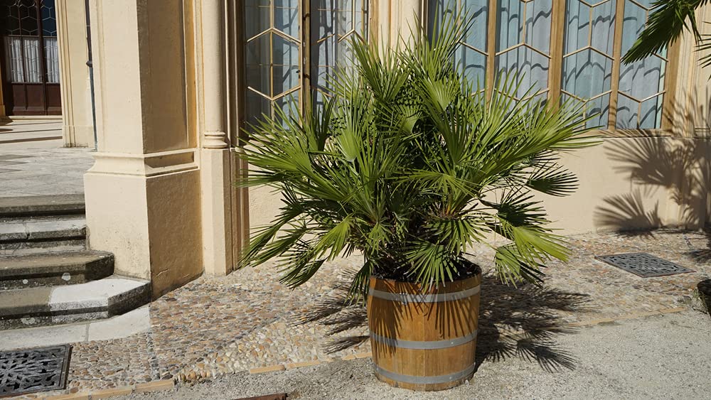 Bloomique - Lot de 2 - Chamaerops Humilis - Palmier nain européen - Palmier rustique - Plantes de jardin - Hauteur 40-50 cm - Pot 15 cm
