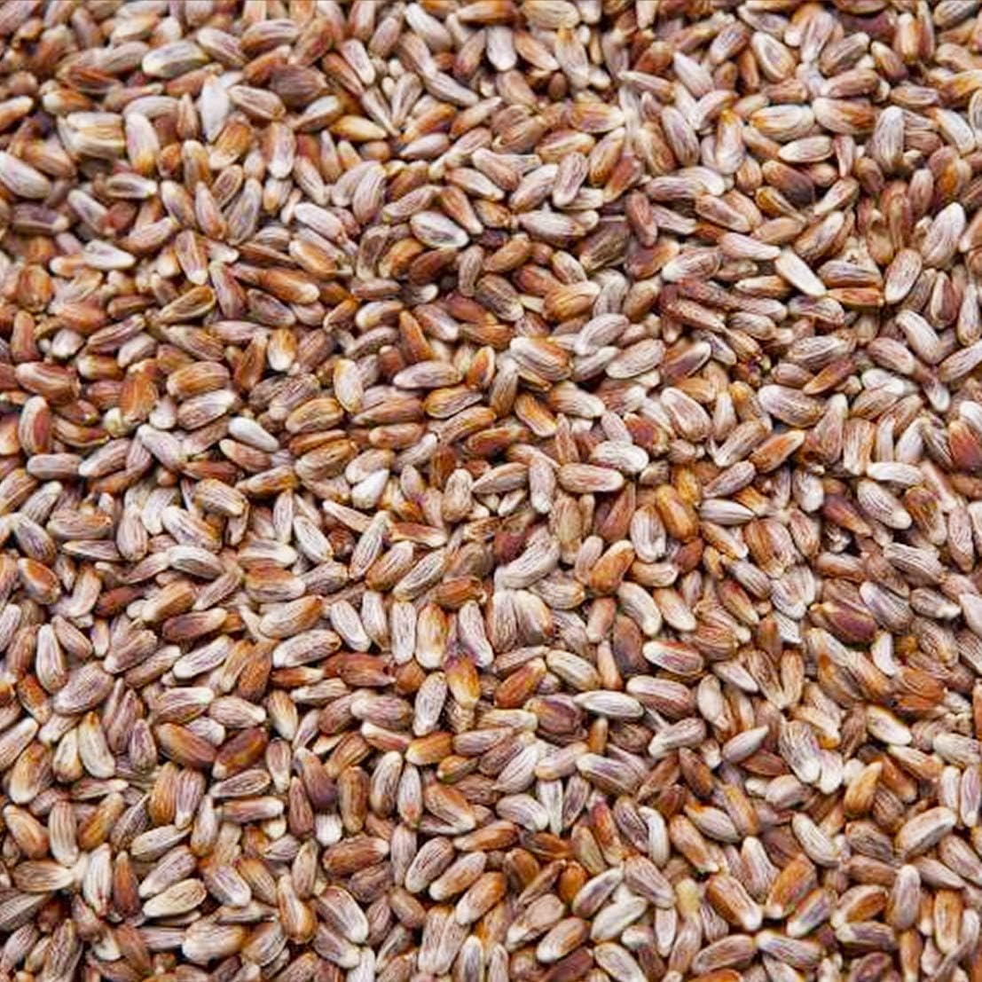 20-Pound Bag Nutra-Saff Safflower Seed Wild Bird Food Seed