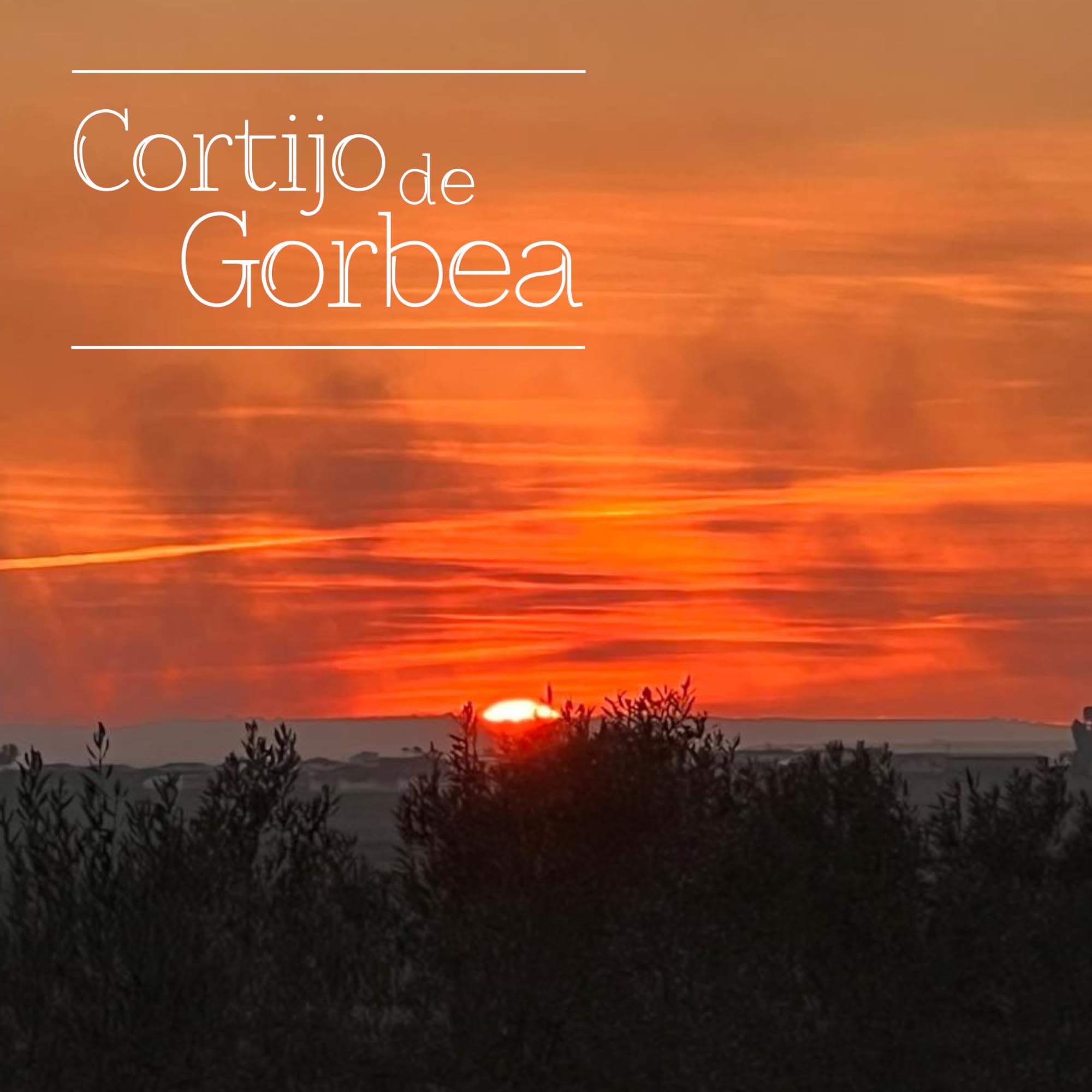 Aceite de Oliva Virgen Extra Picual Cortijo de Gorbea Pack 3 Botellas