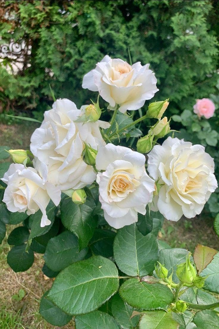 Peach Rose Live Plant - Fragrant Outdoor Flower -5 Peach Rose Live Plant - Fragrant Outdoor Flower -5