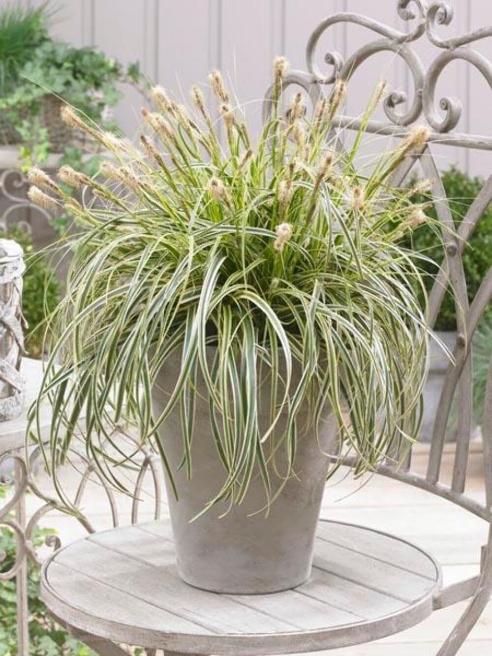 Carex x oshimensis 'Feather Falls' (Variegated Sedge)