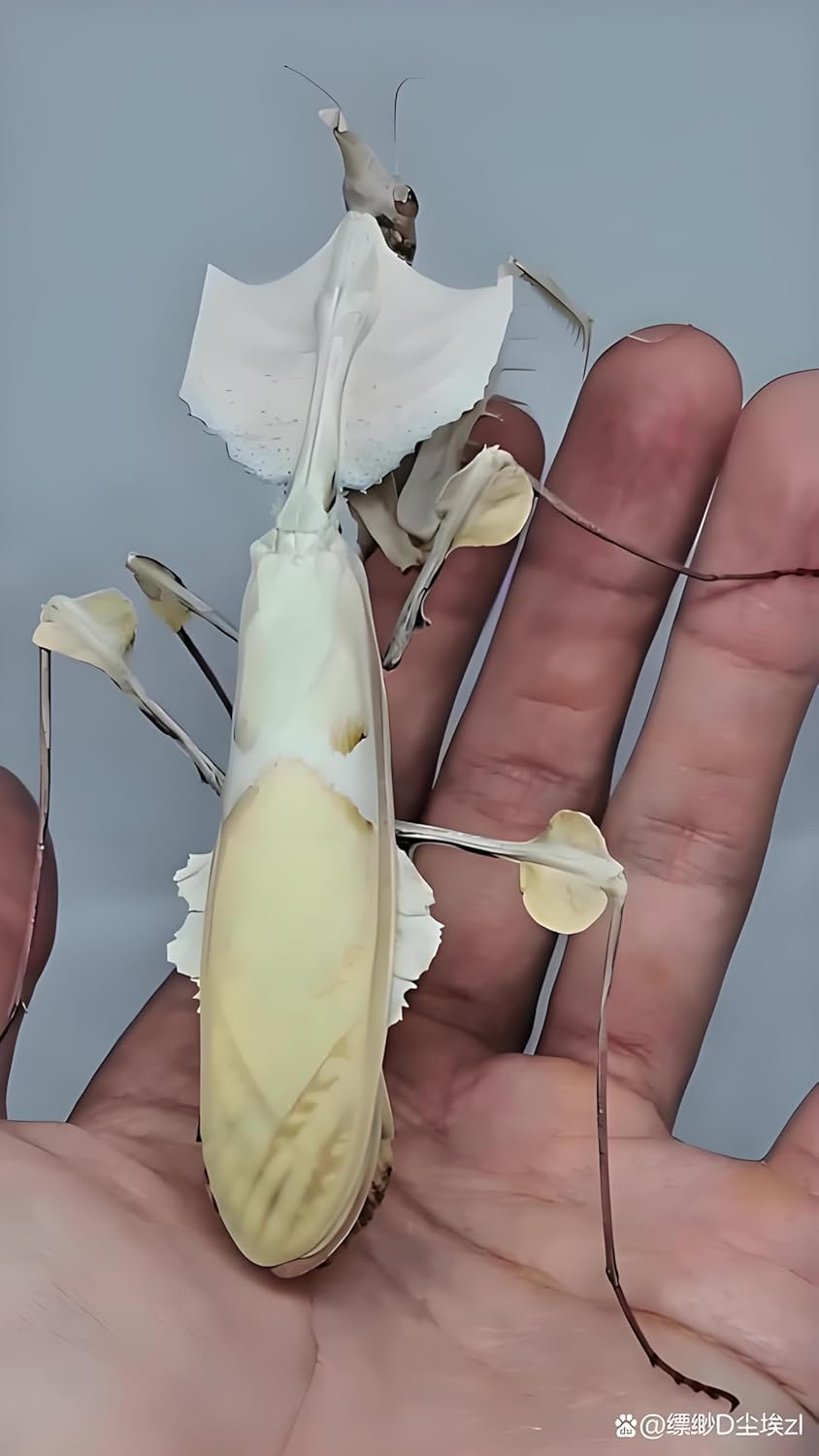Giant Devil's Flower Mantis Eggs (1 Eggshell) – Equipped with a Transparent Window Pocket to Observe The Hatching Process, Each Ootheca can Produce up to 50 Baby mantises
