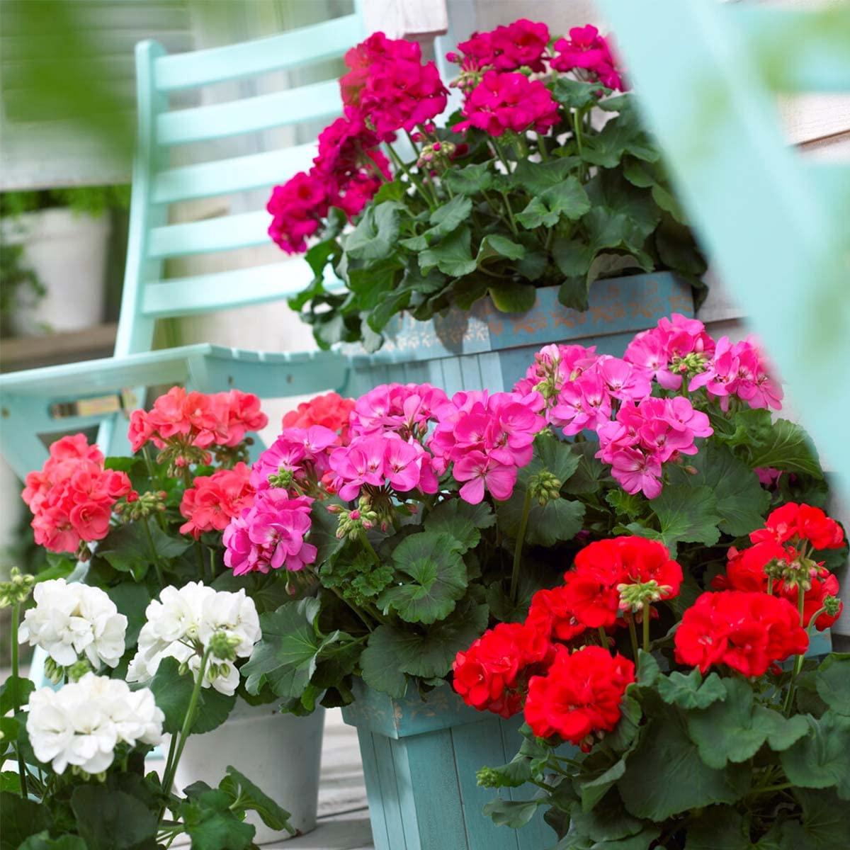 Bloomique - Lot de 6 - Pelargonium Zonale - Géraniums dressés - Plantes de jardin - Hauteur 15-20 cm - Pot 10,5 cm
