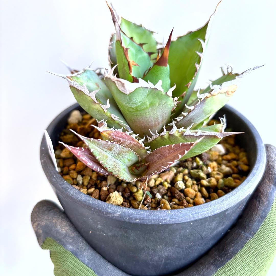 44 子株 白鯨 アガベ チタノタ（Agave titanota）抜き苗
