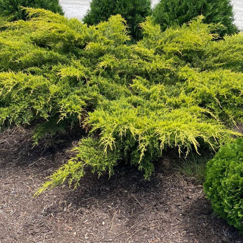 Juniper Gold Lace | 1 Large 4 Inch Pot | Juniperus Chinensis | Drought Tolerant Cold Hardy Evergreen Groundcover Plants