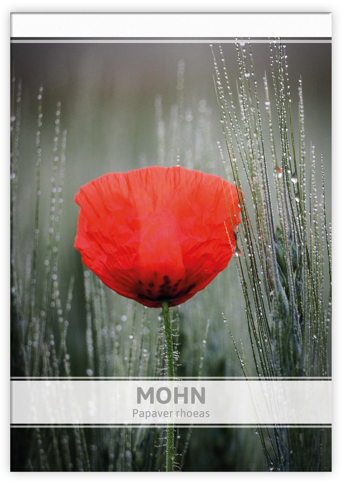 FLORTUS Mohnsamen als Gastgeschenke (100 Stück) | Blumensamen perfekt als Dankeschön Geschenke, Werbegeschenke & Trauerkarten Danksagung