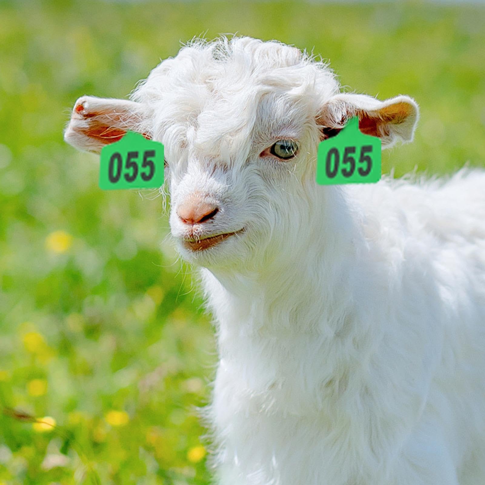 Étiquettes d'oreilles de vache | Étiquettes de marquage du bétail, 001 à 100 étiquettes d'identification d'animaux avec applicateur pour la gestion du bétail, les bovins, les chèvres et les programmes