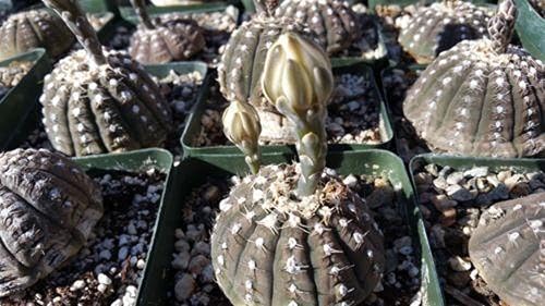 Miniatura 4 de Gymnocalycium ragonesii Cactus Cactus Suculenta Planta Real