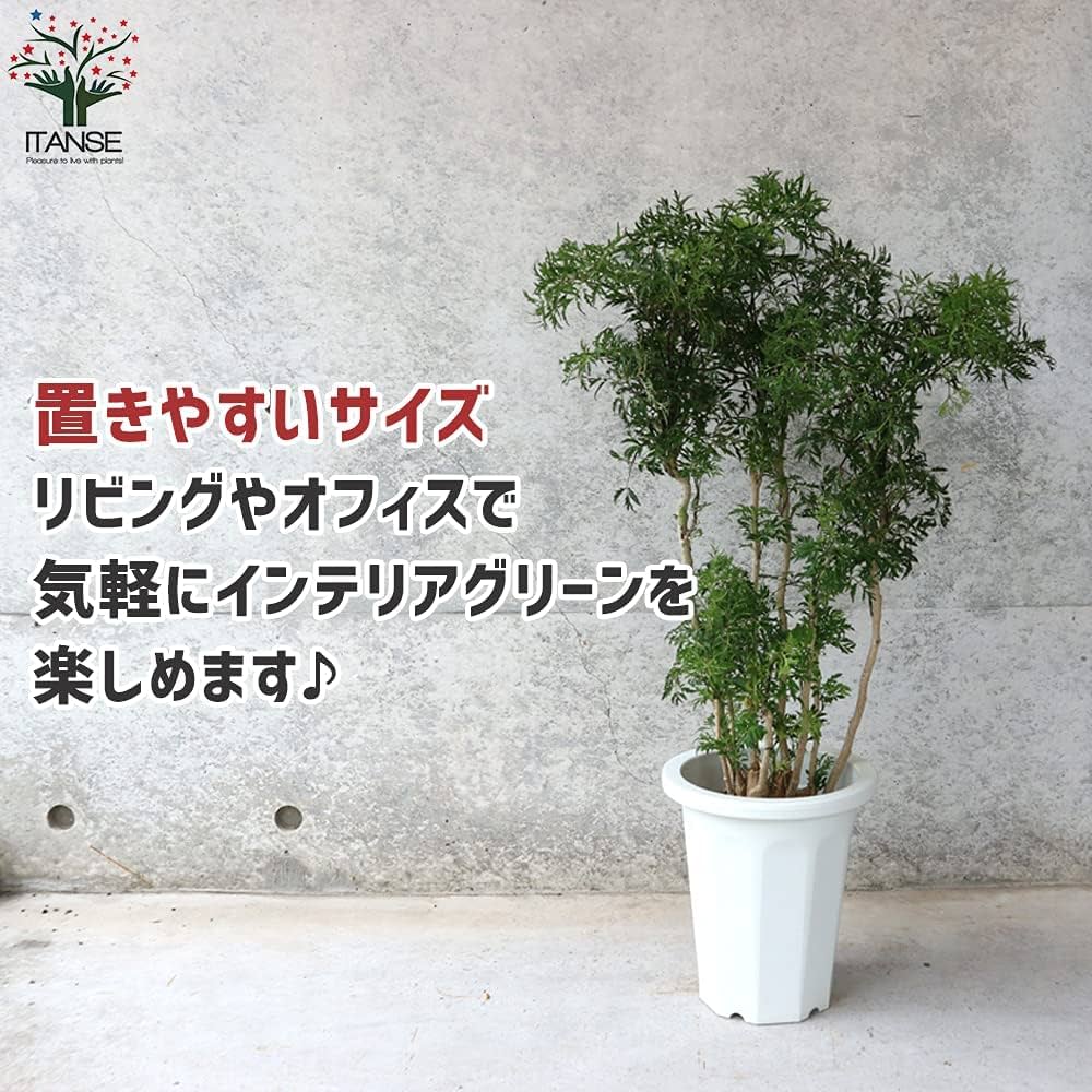 タイワンモミジ。常緑樹 。観葉植物 。鉢ごと無料で発送致します。 タイワンモミジ。常緑樹 。観葉植物 。鉢ごと無料で発送致します。