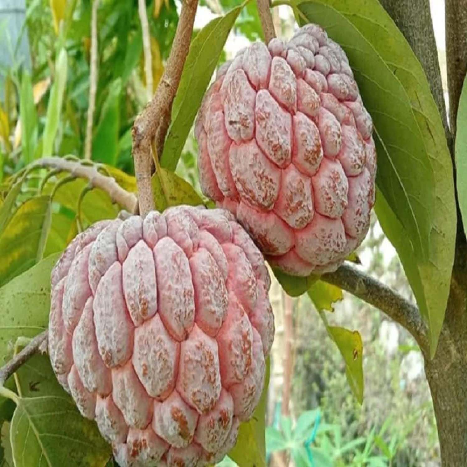 IXORA Custard Apple Red Sitafal Ata Variety Sugar Apple Fruit Grafted Live Plants & Tree(1.5-3 Feet Size) (B0CGLGJVSV) Amazon Price History, Amazon Price Tracker