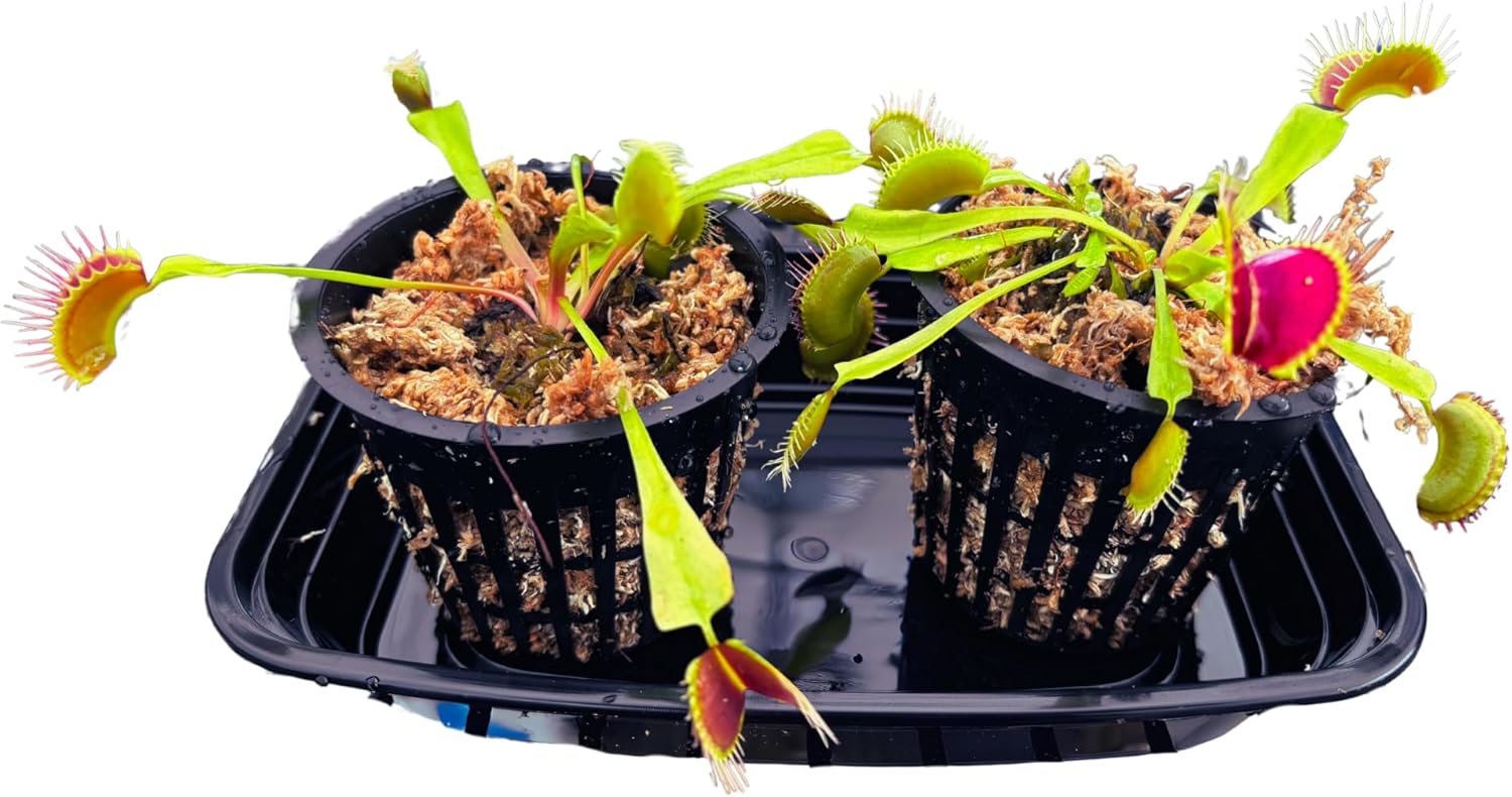 Product image of Set of 2 Venus Fly Traps, Adult Size Live Green Venus Flytraps, Includes Water Tray, Pots, Plants, Moss, Ready to Grow, Dionaea Muscipula Live Carnivorous Houseplants