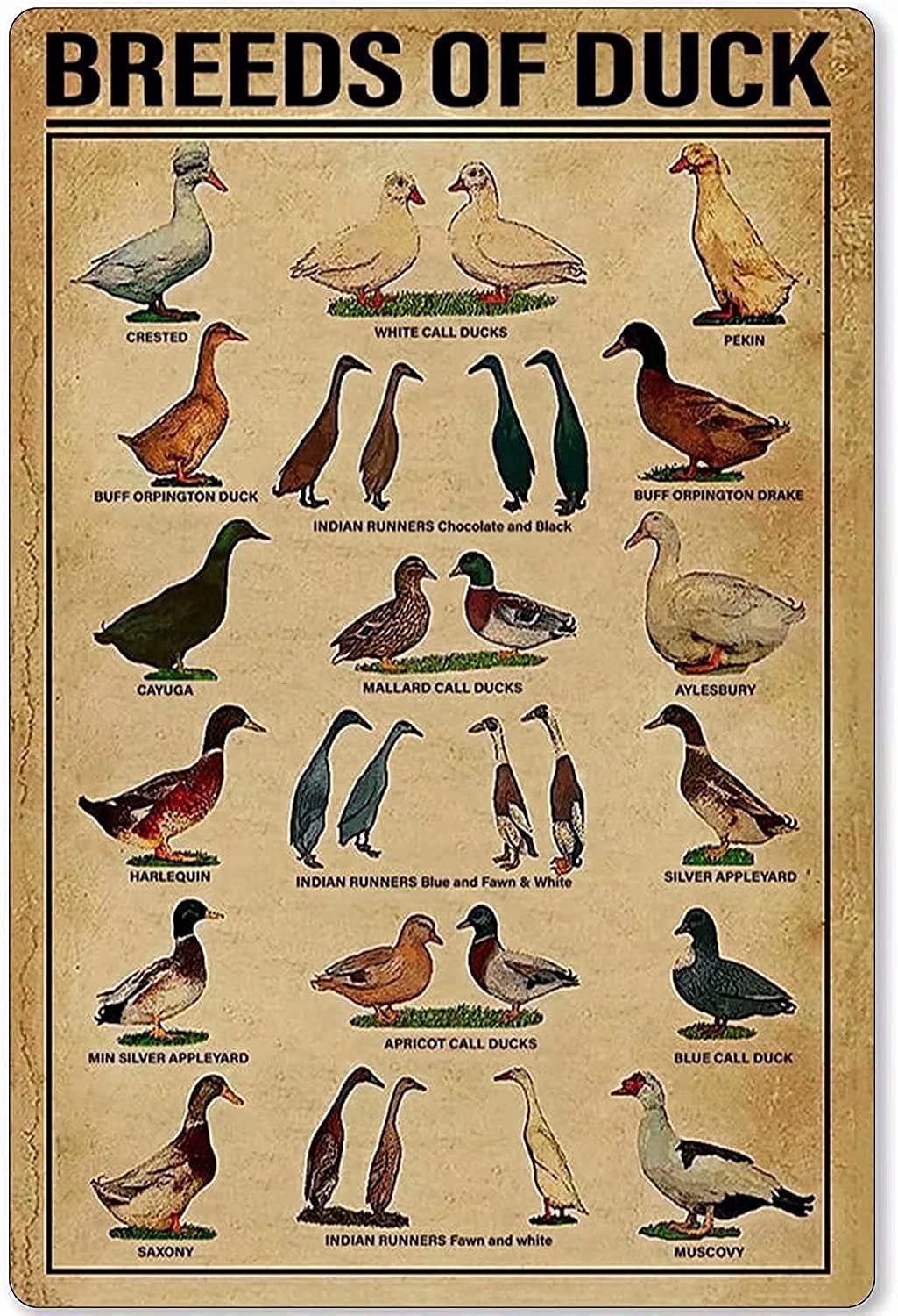 Haosensix Metal Knowledge Signs Duck Knowledge Metal Poster Breeds Of Duck Metal Print Tin Sign School Club Cafe Bedroom Bathroom Wall Decor 12x16 Inch