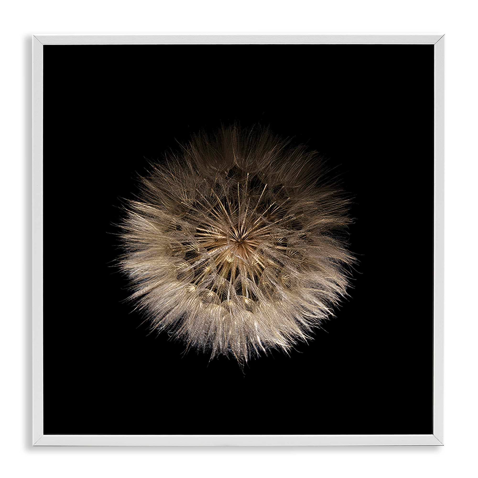 Stupell Industries 'Wispy Dandelion on Black', Framed Giclee Art, White, 12 x 12 Inches, Easy to Hang and Sturdy, Made in USA, by Beth Adoette