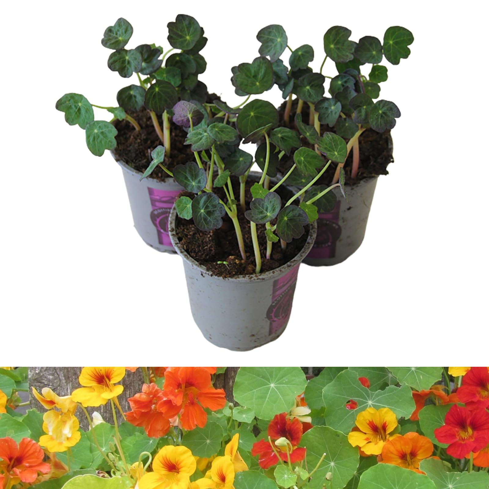 Nasturtium Plants x 3 in 9cm Pots - Mixed Empress Plants Ready to Plant NOT Seed