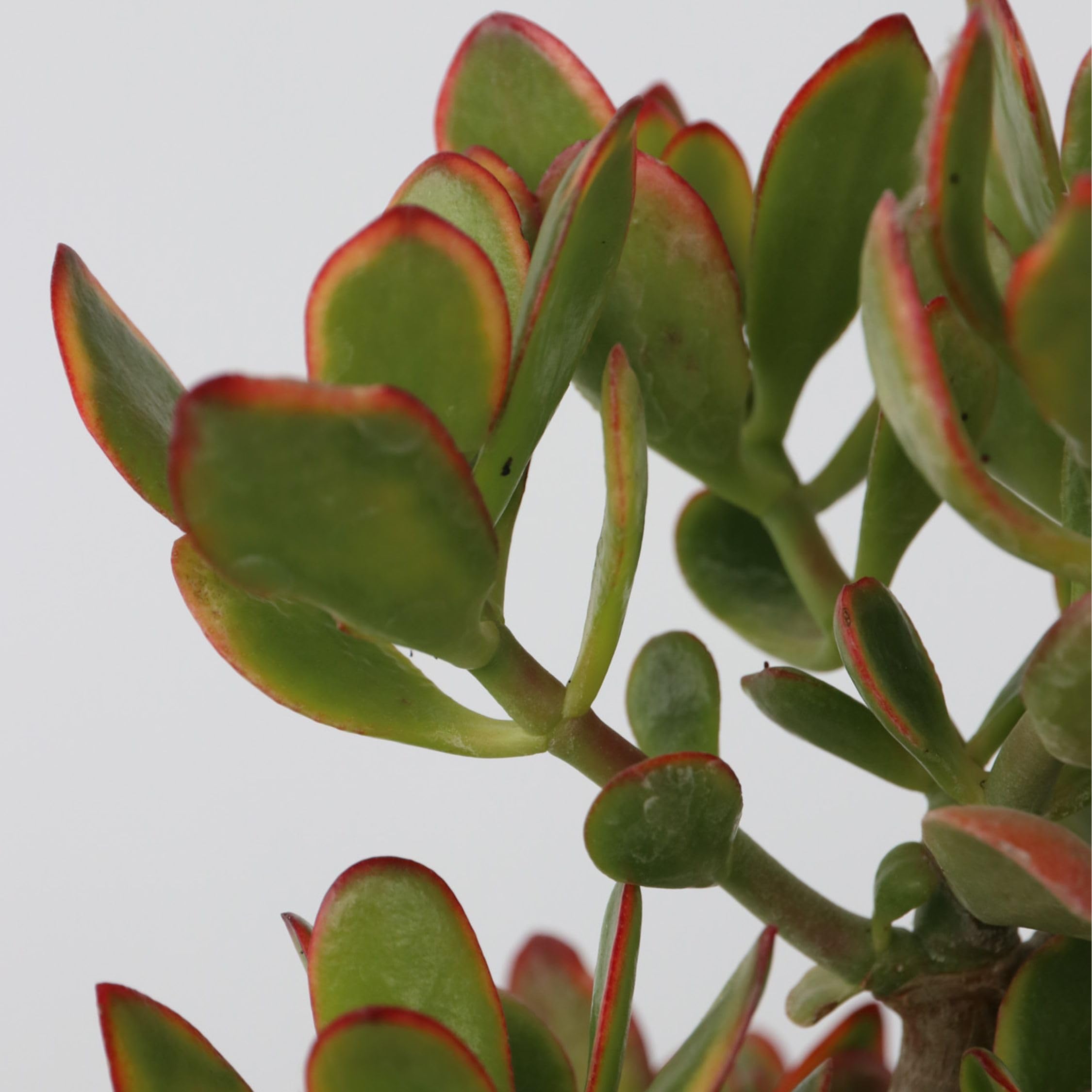Plant in a Box - Crassula ovata 'Sunset' XL - Zimmerpflanze - Sukkulente - ⌀ 30 cm - Höhe 55-60 cm