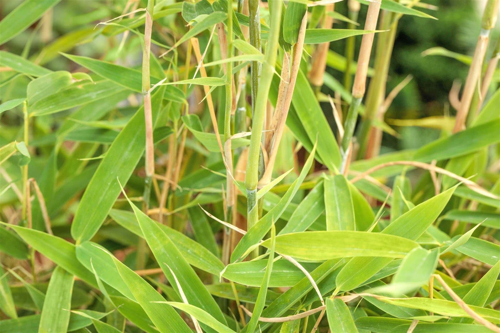 Fargesia murieliae 'Jumbo' 80-150 cm – Winterhart, Immergrün, Pflegeleicht – Gartenbambus – Heckenpflanze für Garten & Sichtschutz