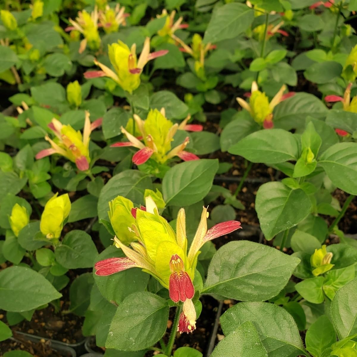 Shrimp Plant ‘Fruit Cocktail’ – Beloperone guttata - Pack of 3 Live Starter Plants (4-6 Inches Tall) – Rare Multi-Colored Blooms, Fast-Growing, Container-Friendly Tropical Accent, Long-Blooming