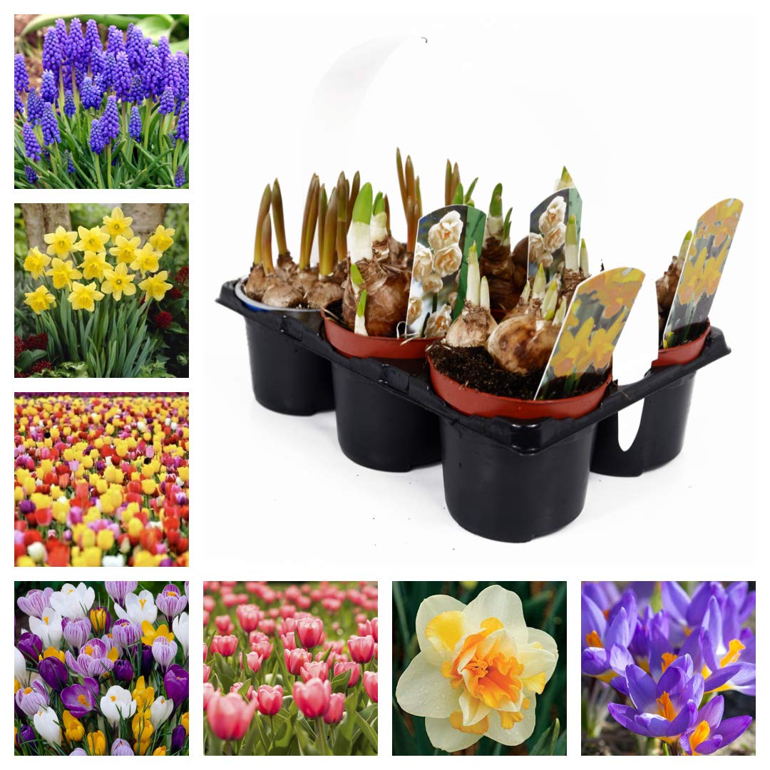 Spring Bulb Collection x 6 Growing Plants - Plants Like Crocus - Daffodils - Muscari - Tulips - 9cm Plants Ready to Plant