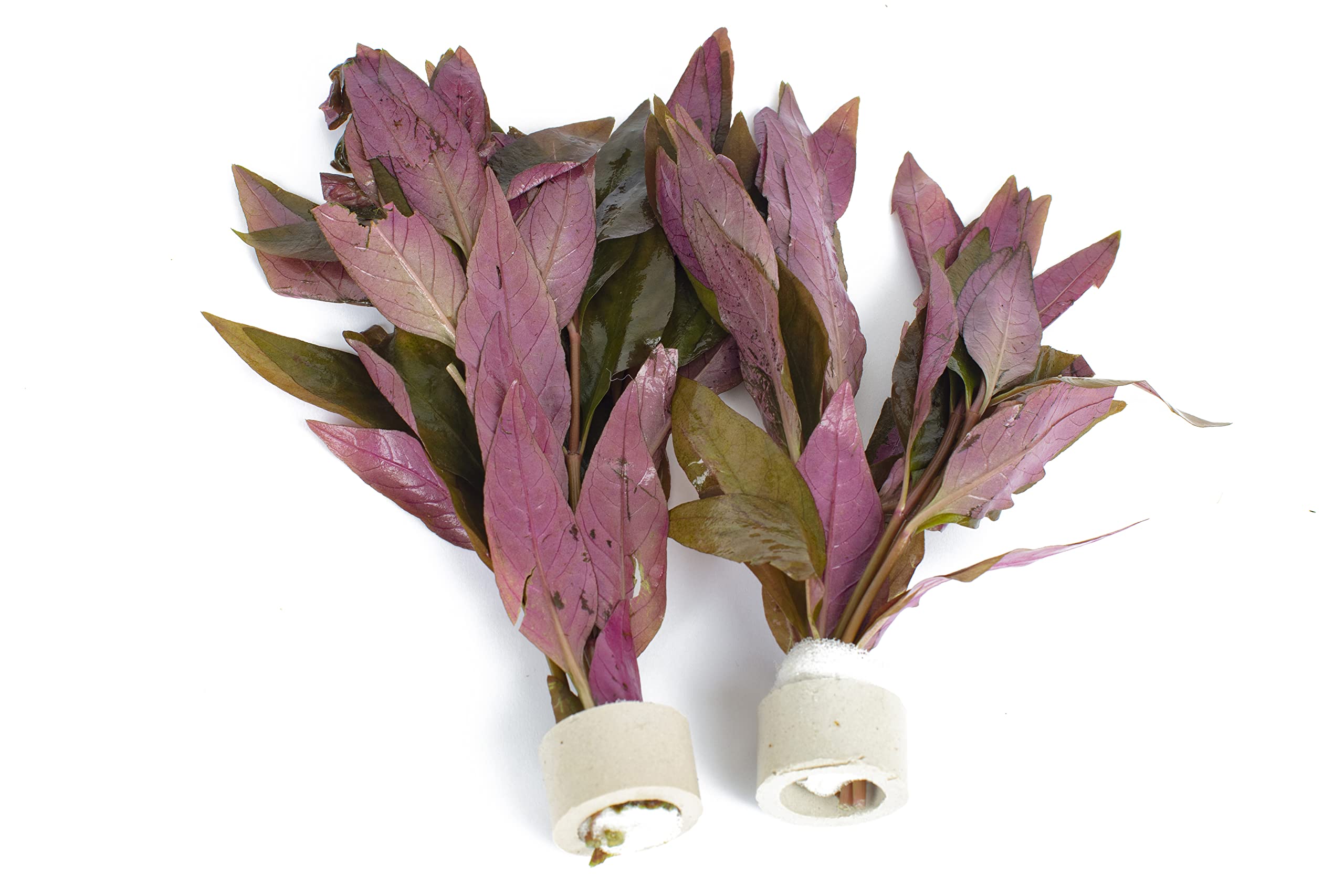 PondPlantsUK 2 x Live Plants for aquascaping, mosses, Fern, Tropical Aquatic Plants in Ceramic Weights (Althernathera Lilacina)
