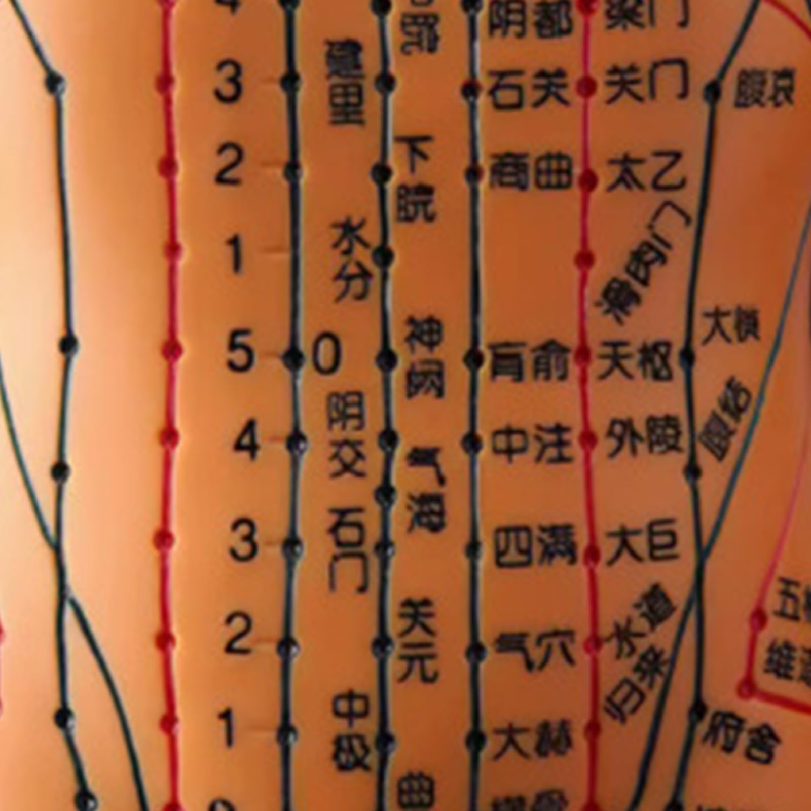 Modelo de acupuntura masculina con puntos chinos, modelo de acupuntura femenina con punta china para estudiantes y principiantes, representación precisa del meridiano