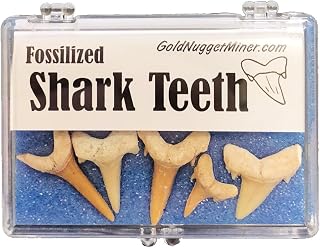 Fossil Shark Teeth with Display Box - 5 Teeth - Fossil Collection