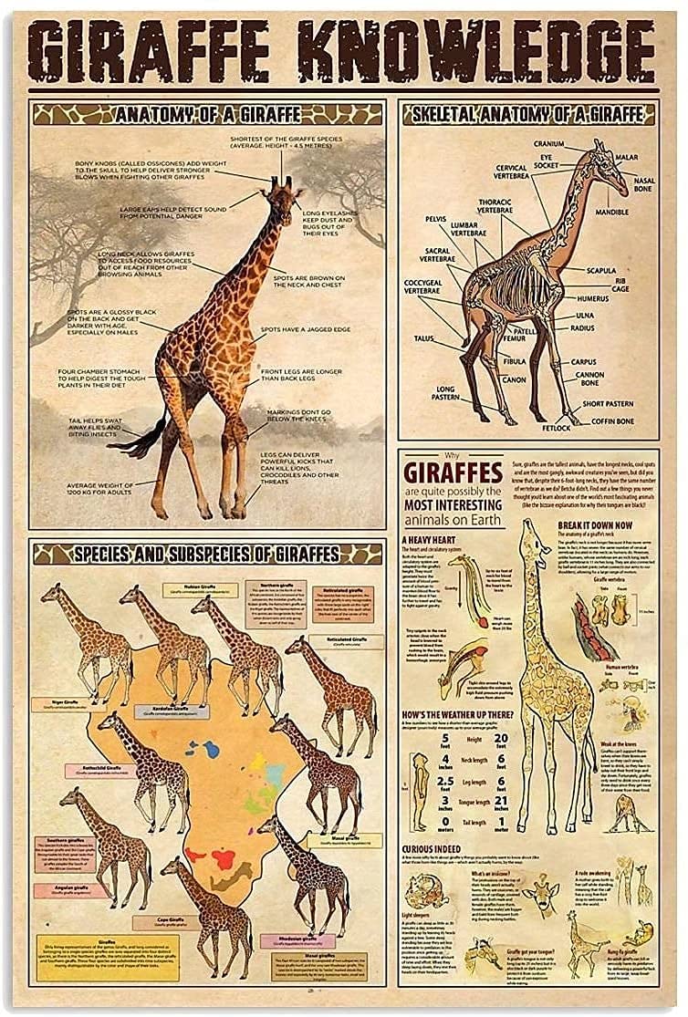 Tin Sign Giraffe Knowledge Metal Sign,Tavern Poster Garage Man Cave Club Novelty And Interesting Bathroom Toilet Wall Decoration 8X12 Inch