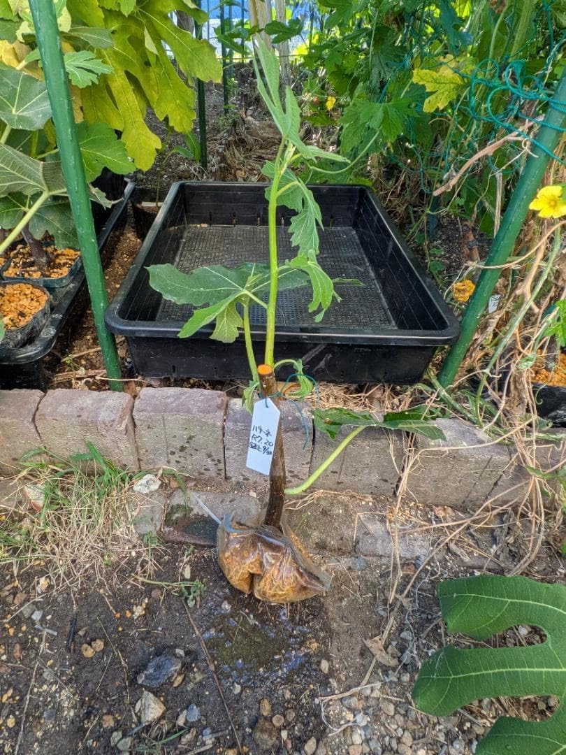 3545 農薬不使用 イチジク 20バナーネ取り木苗