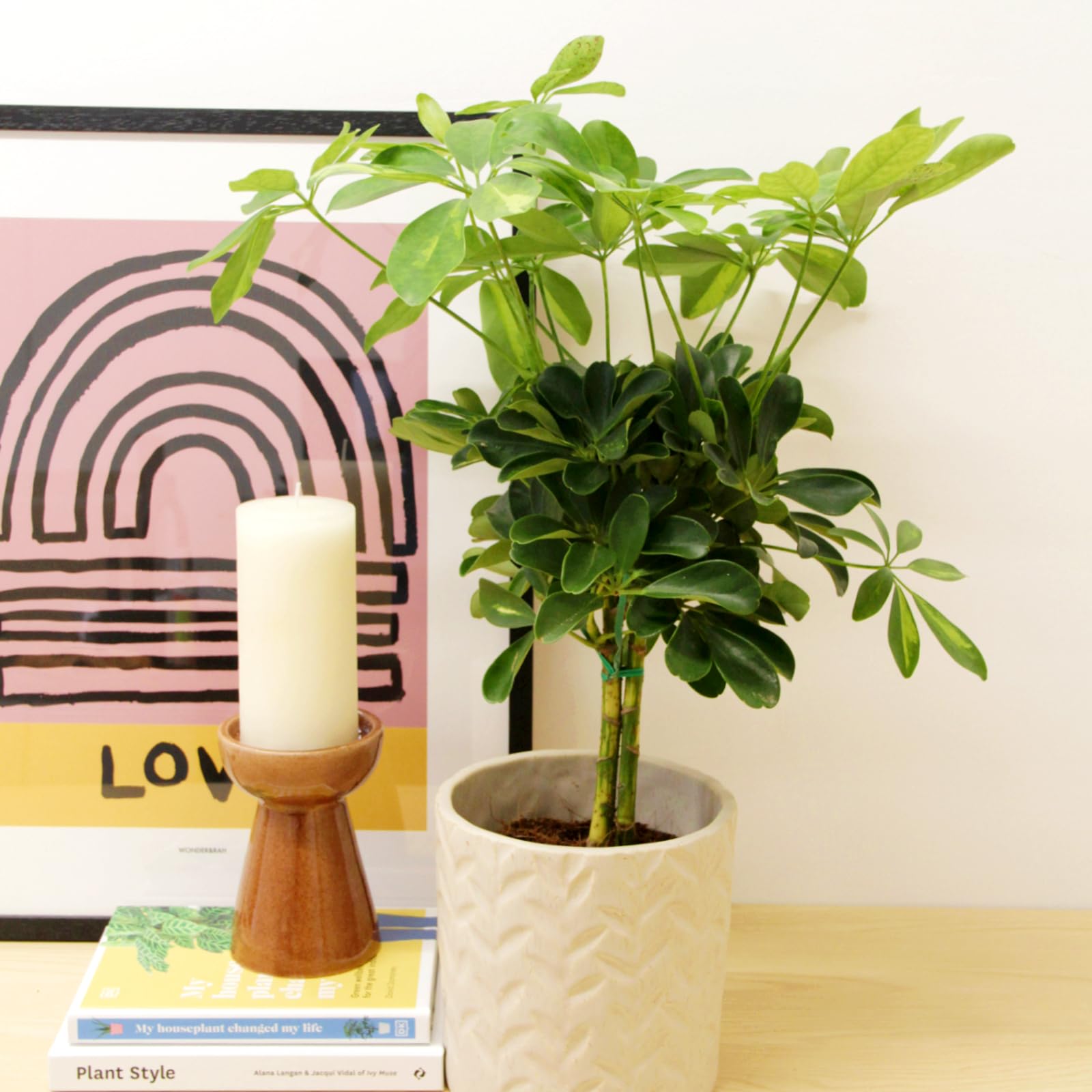 Carbeth Plants Indoor Schefflera Arboricola Gold Capella Plant in 14cm Pot