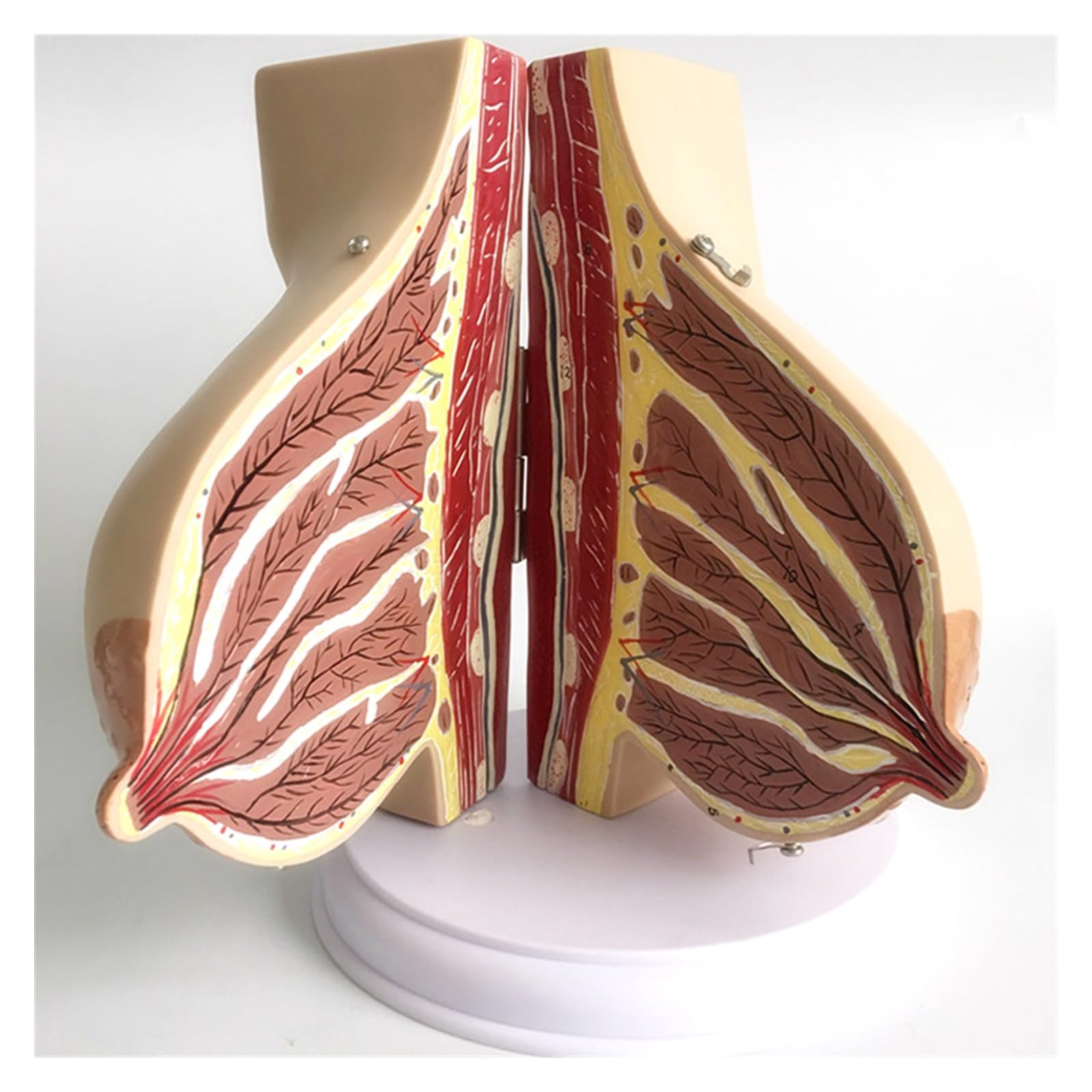 Herramienta de suministros y equipos aprendizaje anatomía lactancia anatómica femenina